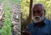 దున్నకుండా.. కలుపు తీయకుండా.. రసాయనాల్లేకుండానే సాగు!