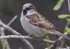 World Sparrow Day 2025 : పిచ్చుకలు మెచ్చేలా!