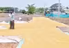 సన్నాలు.. సిరులు