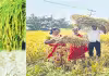 సొంత విత్తనం రైతుకు బలం