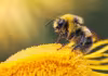 World Bee Day... అప్పుడు మనిషి జీవితం నాలుగేళ్లే!