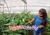 ఎంబీఏ చదివి క్యాప్సికం సాగుతో ఏడాదికి రూ. 4 కోట్లు