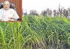 sagubadi: గడ్డి సాగుతోనే అధికాదాయం!