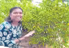 అపూర్వ&nbsp; పంటలు