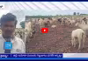 ఉల్లి, టమాటా పంటలకు గిట్టుబాటు ధరలేక ఇక్కట్లు