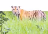 పల్లెల్లో పులి పంజా
