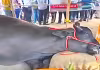 మట్టిలో కలిసిన మహా ప్రాణి  