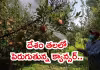 కశ్మీర్&zwnj; లోయలో విచ్చలవిడిగా పురుగుమందుల వాడకం