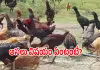 హన్మకొండ జిల్లా: వీడిన &lsquo;నాటు కోళ్ల&rsquo; మిస్టరీ