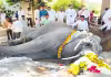 బాబాకు&nbsp;ఇష్టమైన ఏనుగు