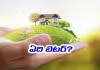 ఇల్లా.. స్థలమా.. !