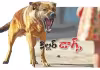 కుక్క కాటుతో నాలుగేళ్ల చిన్నారికి తీవ్ర గాయాలు
