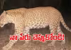 కర్ణాటకలో అద్భుతం : ఇది &lsquo;మామూలు చిరుత&rsquo; కాదు