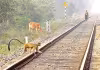 కూ.. చెక్&zwnj;.. చెక్&zwnj;!