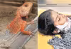 తొండ తెచ్చిన తంటా... 