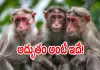 చిన్నారిని ఎత్తుకెళ్లి బావిలో పడేసిన కోతి, కాపాడిన డైపర్&zwnj; 