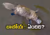 ఇదేం జంతువురా బాబూ!