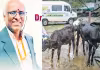 పశువైద్యంలో యాంటీబయాటిక్స్&zwnj;కు ప్రత్యామ్నాయం