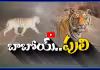 బాబోయ్ పెద్దపులి