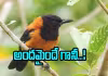 ప్రపంచంలోనే అరుదైన పక్షి, ముట్టుకుంటే మటాషే!