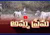 Komaram Bheem: ప్రాణాలు కోల్పోయిన లేగ దూడ