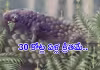 భూమిపై తొలి &lsquo;శాకాహారి&rsquo;.. షాకిస్తున్న సంచలనాలు!