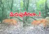 థాయ్&zwnj;లాండ్&zwnj;లో అరుదైన దృశ్యం : ఇలా వచ్చి..అలా!