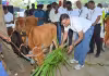 పశు వికాస్ దినోత్సవం: వేలాది పశువులకు ఆరోగ్య సంరక్షణ!