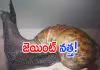 ప్రపంచంలోనే అతిపెద్ద భూ నత్త గురించి తెలుసా?