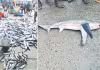 వడలు, గార్లు కాదు.. వడగర్లు! 