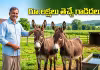 భారీ సబ్సిడీ స్కీమ్&zwnj;.. గాడిదలు పెంచితే రూ.50 లక్షలు!