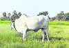 చి&lsquo;వరి&rsquo; ఆశలు!