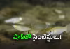 మగ తోడు ఉంటేనే బతకాలా? పిల్లల్ని కనాలా?