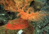 చంపినా.. చావనంటోంది!