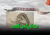 6 ఫీట్లు పొడవు.. 40 కిలోల బరువు.. కాటేస్తే ఖతమే!