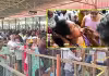 చేప ప్రసాదం కోసం పోటెత్తిన జనం