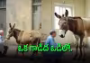 బీపీలకు, టెన్షన్లకు చెక్.. డాంకీలతో మైండ్ బ్లోయింగ్ ట్రీట్&zwnj;మెంట్!