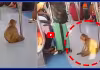 మెట్రో రైల్ ఎక్కిన కోతి.. చుట్టాలింటికి పోతున్నదేమో