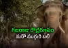 ఇంటి బయట అడుగు పెట్టగానే మృత్యువుగా మారిన ఏనుగు
