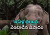 పగ తీర్చుకుందా?.. అదే ఏనుగు.. అదే కుటుంబం!
