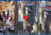 Viral Video: వైన్స్ షాపులోకి దూరిన చిరుత... ప్రాణాలకు తెగించి..