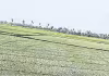 వరి రైతుకు వెన్నుపోటు