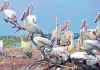 కలత పక్షులు