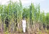 రెండెకరాల్లో దేశీ ఆవులతో... నెలకు రూ. 1.4 లక్షల ఆదాయం!