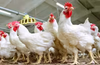 Chicken Prices Dropped in Andhra Pradesh - Sakshi