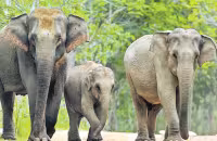 Special Story On An Endangered Species Of Elephant India - Sakshi