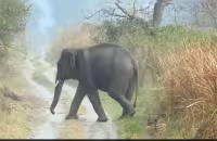 Tiger Making Way For Herd Of Elephants Goes Viral - Sakshi