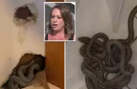 A first-time homeowner was shocked when she found as many as 30 snakes "coming out of every hole and crevice" of her new house. - Sakshi