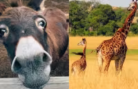 Animals with Longest Pregnancy Check List - Sakshi