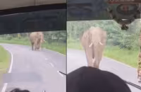 Viral Video: Elephant Charged Towards Bus Packed With Passengers - Sakshi